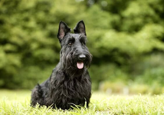 scottish terrier trivia