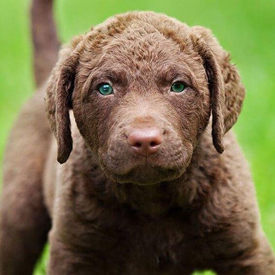 chesapeake bay retriever hunt test