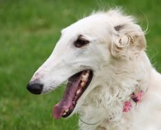 borzoi quiz