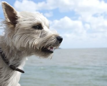 cairn terrier buzzfeed