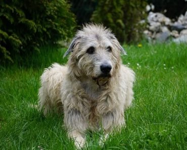 is an irish wolfhound right for me