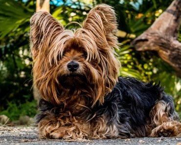 yorkshire terrier quiz