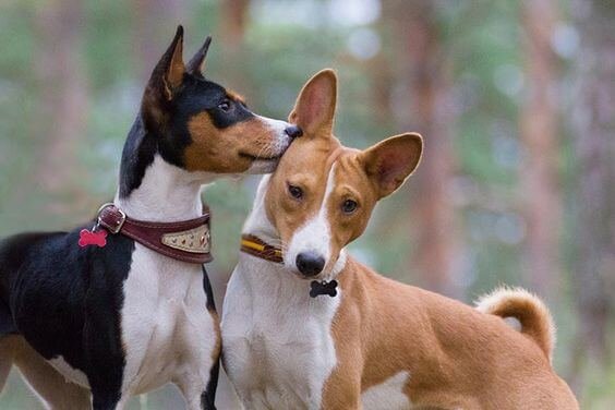 basenji trivia