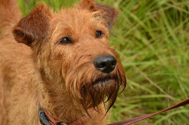 irish terrier facts