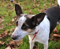 Rat Terrier facts