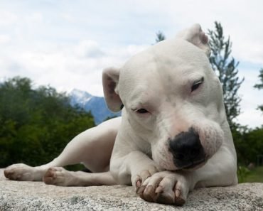 is a dogo argentino right for me