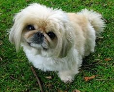 should i get a pekingese