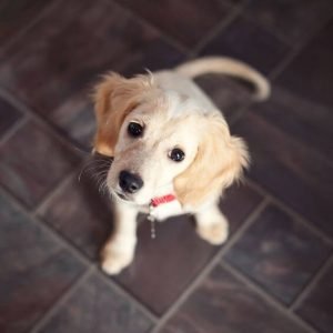 should i visit my dog after rehoming