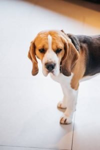 Is your dog hurting other pets or animals in the house? - Dogs Quiz