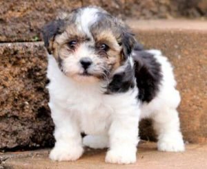 what type of dog should i adopt buzzfeed