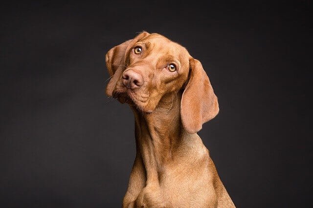 dog body language signs