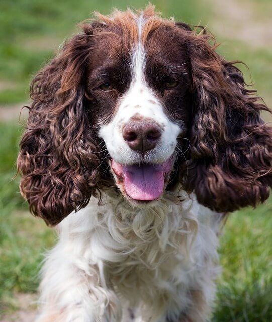 springer spaniel trivia