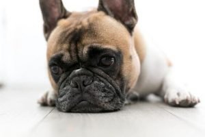 Do you have the finances for taking care of the dog? - Dogs Quiz