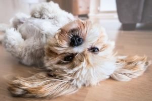 Does your dog give you extended eye contact? - Dogs Quiz