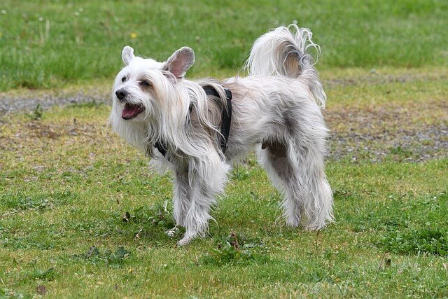 chinese crested dog information