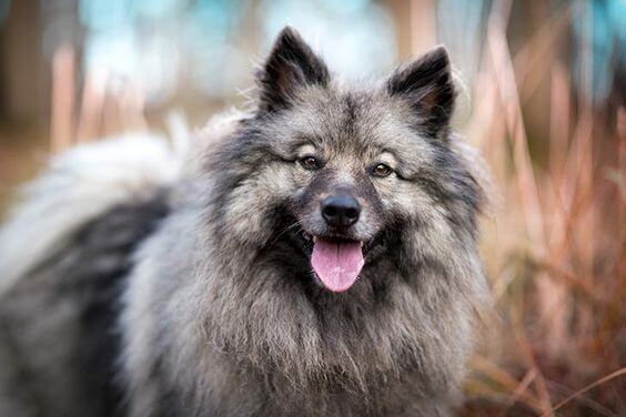 keeshond puppy facts