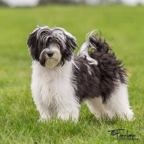 tibetan terrier questions and answers