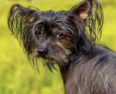 chinese crested dog information
