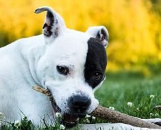american staffordshire terrier facts