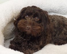 cockapoo or cavapoo quiz