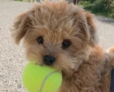 baby maltipoo facts