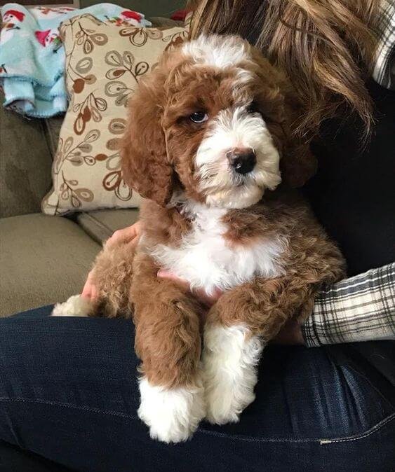 bernedoodle trivia questions