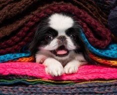 japanese chin facts