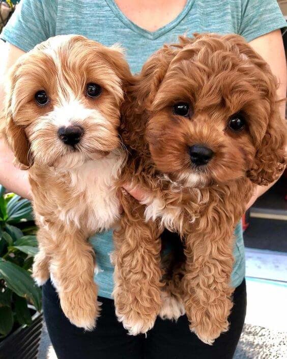 cavapoo facts