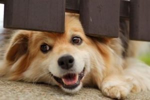 dog separation anxiety quiz