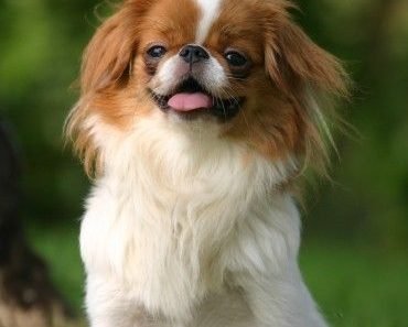 is a japanese chin right for me