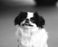 should i get a japanese chin