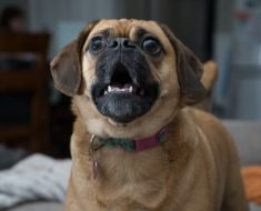 platypus puggle facts