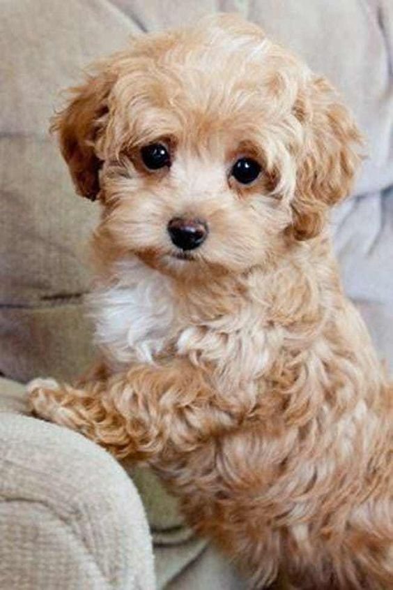 maltipoo breed facts