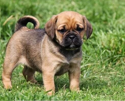 should i get a puggle