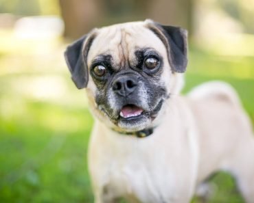 is a puggle right for me