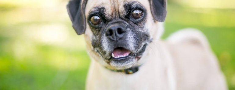 is a puggle right for me
