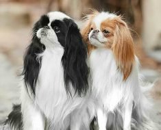 japanese chin information and facts