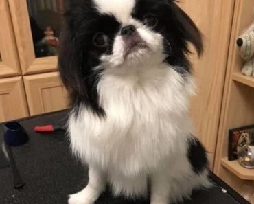 should i get a japanese chin