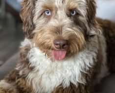 what doodle is right for me quiz