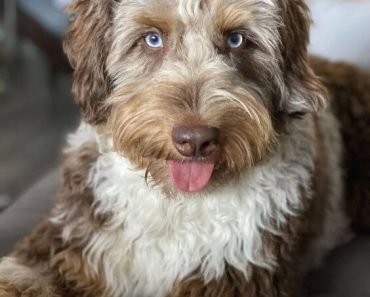 what doodle is right for me quiz