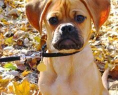 puggle facts