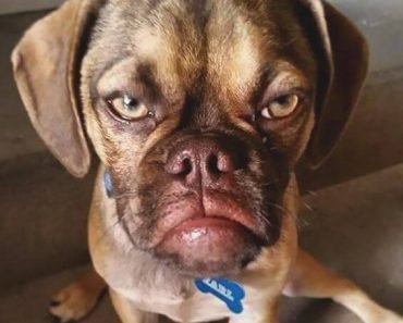 echidna puggle facts