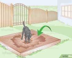How to Build a Backyard Dig Pit So Your Dog Stops Digging the Garden