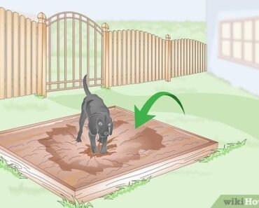 How to Build a Backyard Dig Pit So Your Dog Stops Digging the Garden