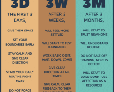 How to Build a Decompression Routine for Newly Adopted Dogs in the First 7 Days