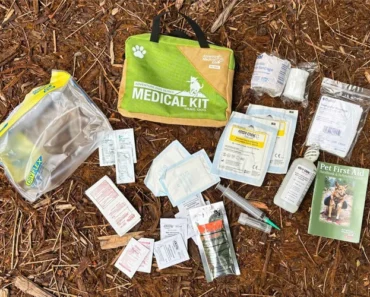 How to Build a Dog First Aid Kit for Home And Travel