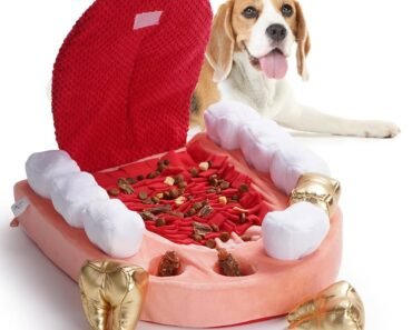 How to Build a Weekly Enrichment Schedule for Scent Hounds in Small Spaces