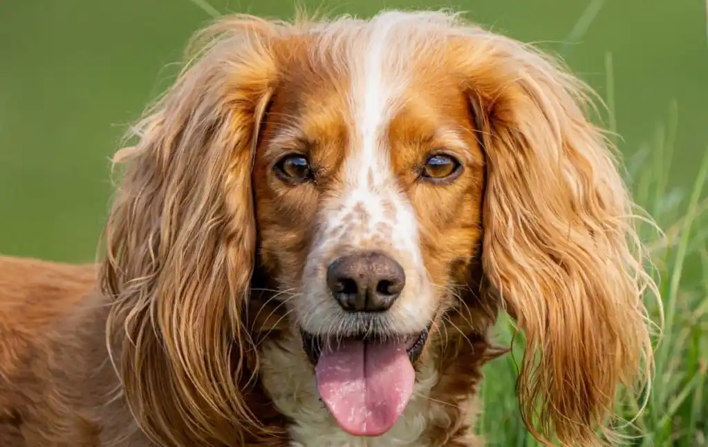A closer look at Building Dog Breeds For Quick Walks