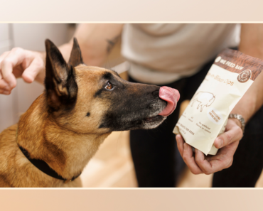 How to Choose High Value Dog Training Treats Without Upsetting Stomachs