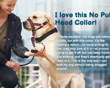 How to Condition Dogs to a Head Halter Gently before Walks